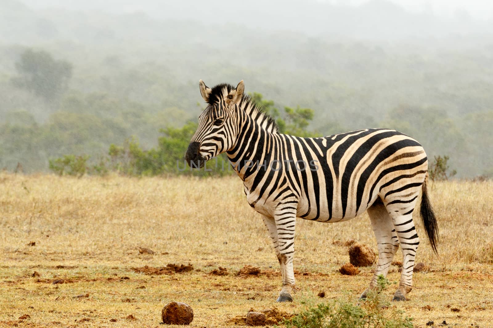 Burchell's Zebra standing and waiting  by markdescande