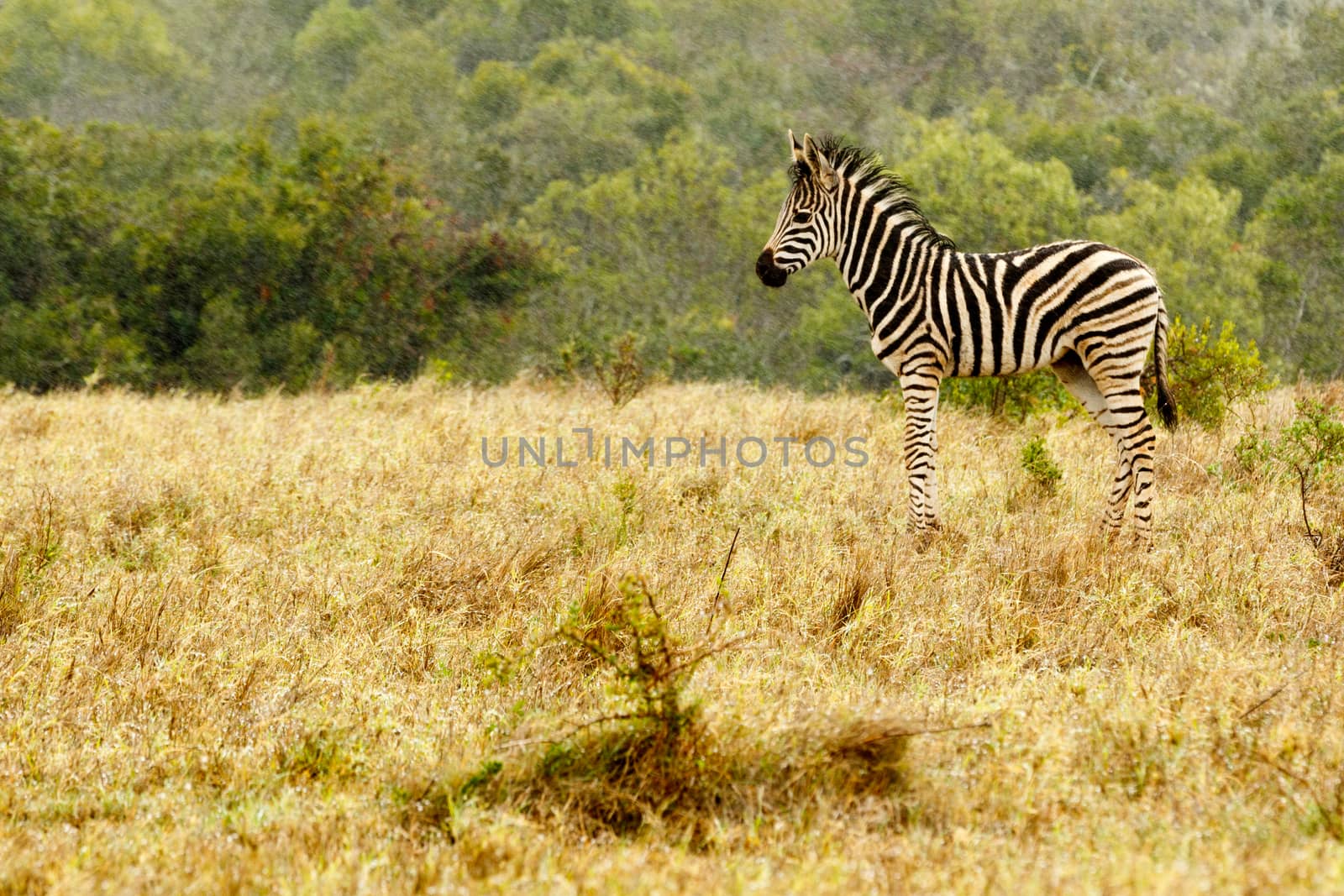 Baby Zebra standing in the field  by markdescande