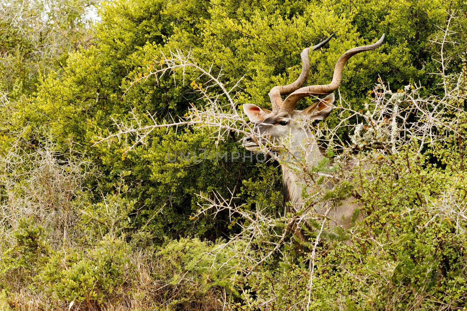 Greater Kudu standing and hiding behind the thorny bushes.