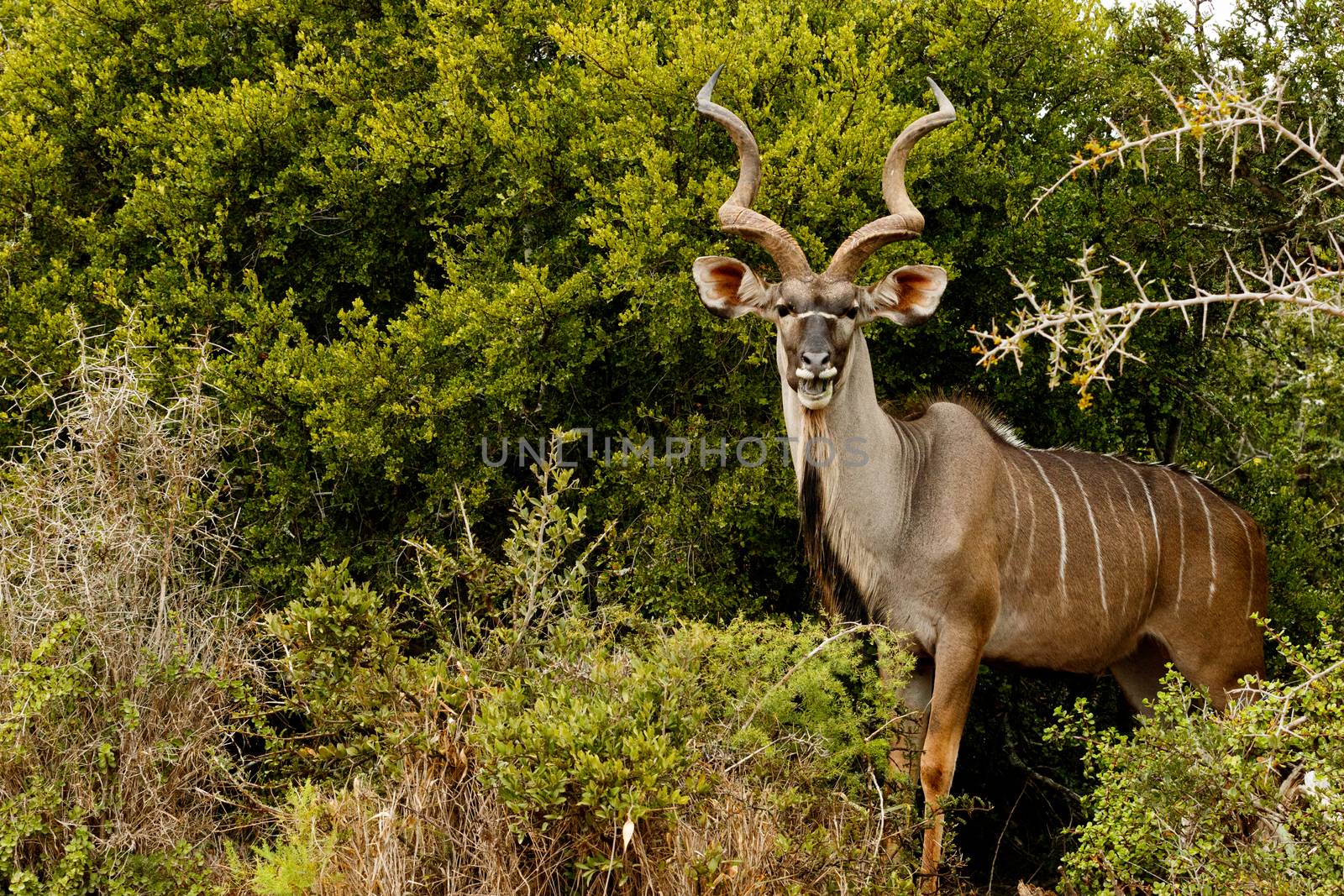 Greater Kudu standing and smiling in the bushes.