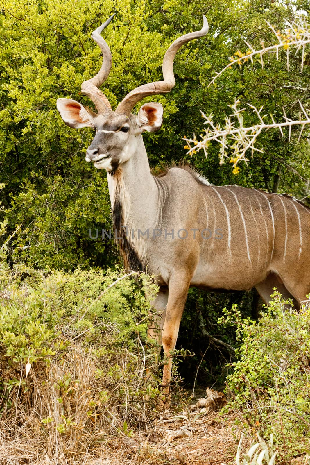Side View of a Greater Kudu in the bushes.