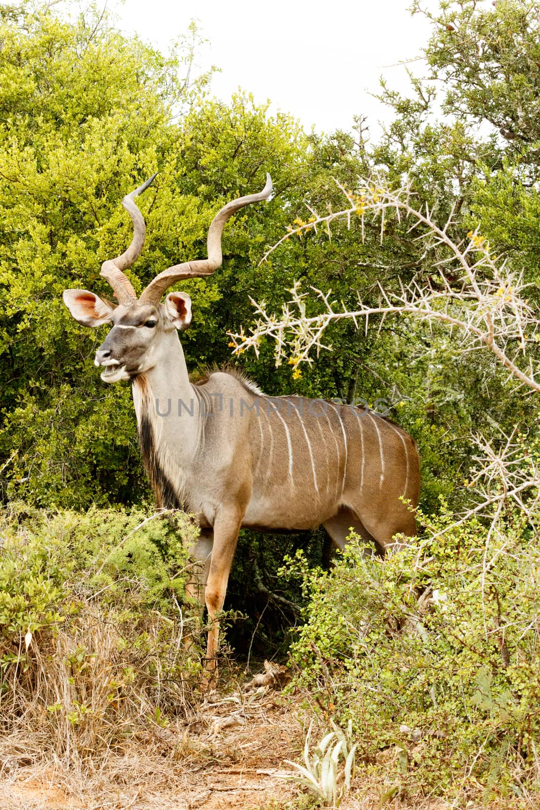 The Greater Kudu is a woodland antelope found throughout eastern and southern Africa. Despite occupying such widespread territory, they are sparsely populated in most areas.