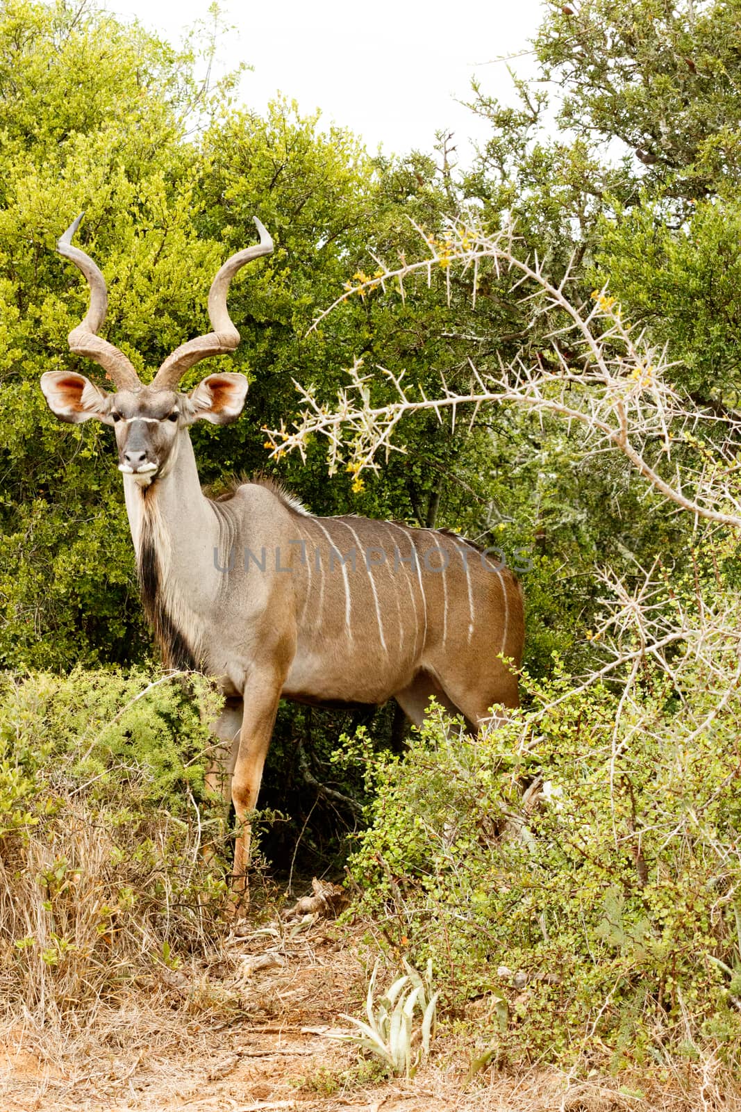 The Greater Kudu is a woodland antelope found throughout eastern and southern Africa. Despite occupying such widespread territory, they are sparsely populated in most areas.