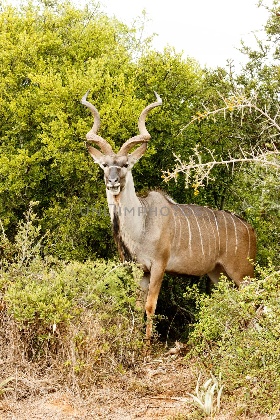 Greater Kudu - Tragelaphus strepsiceros by markdescande