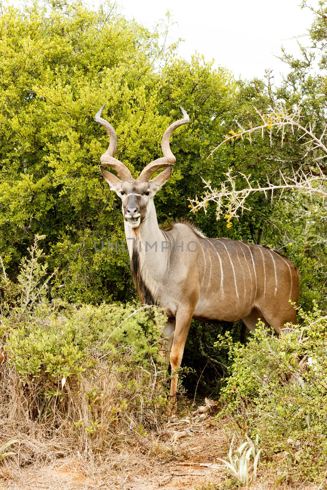 The Greater Kudu is a woodland antelope found throughout eastern and southern Africa. Despite occupying such widespread territory, they are sparsely populated in most areas.