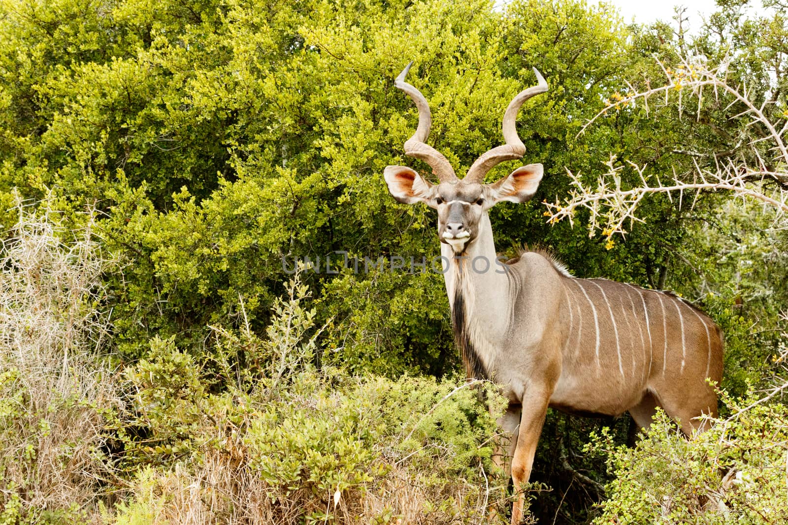 Greater Kudu - Tragelaphus strepsiceros by markdescande