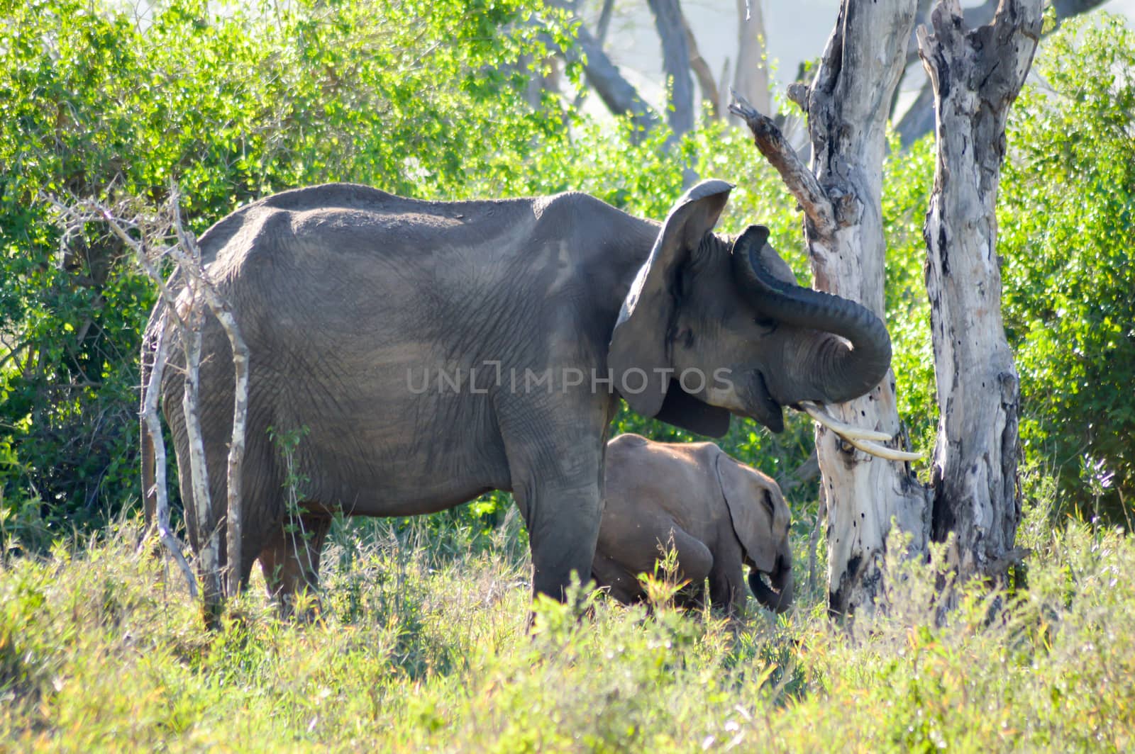 Elephant and her cub  by Philou1000