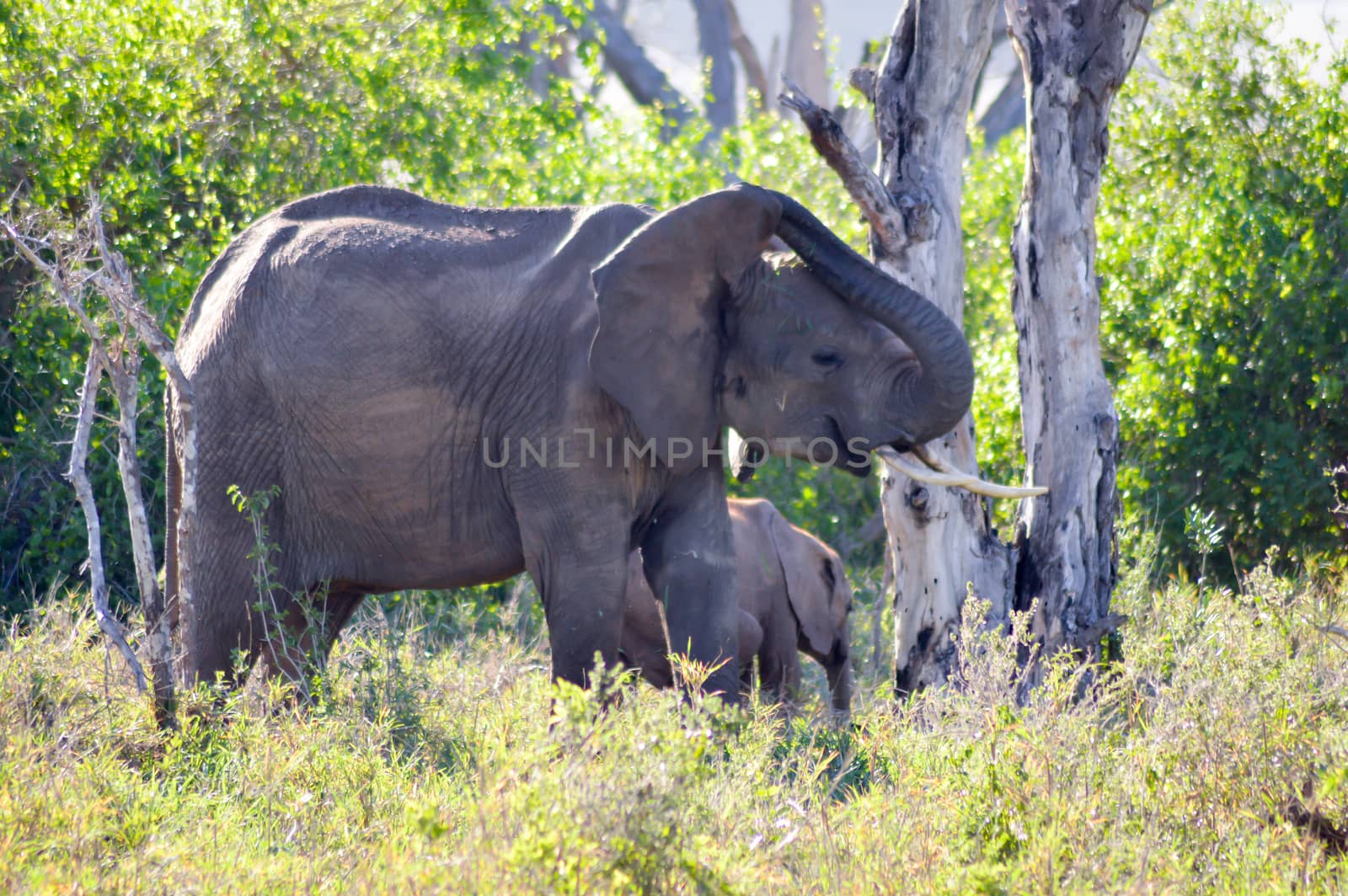 Elephant and her cub in Tsavo West park in Kenya