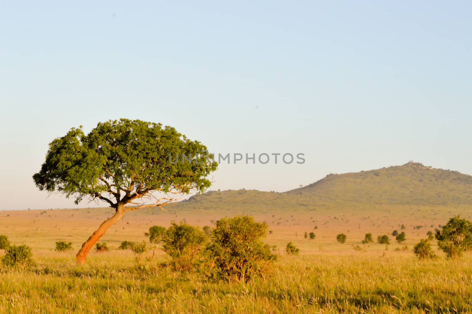 View of the savannah  by Philou1000