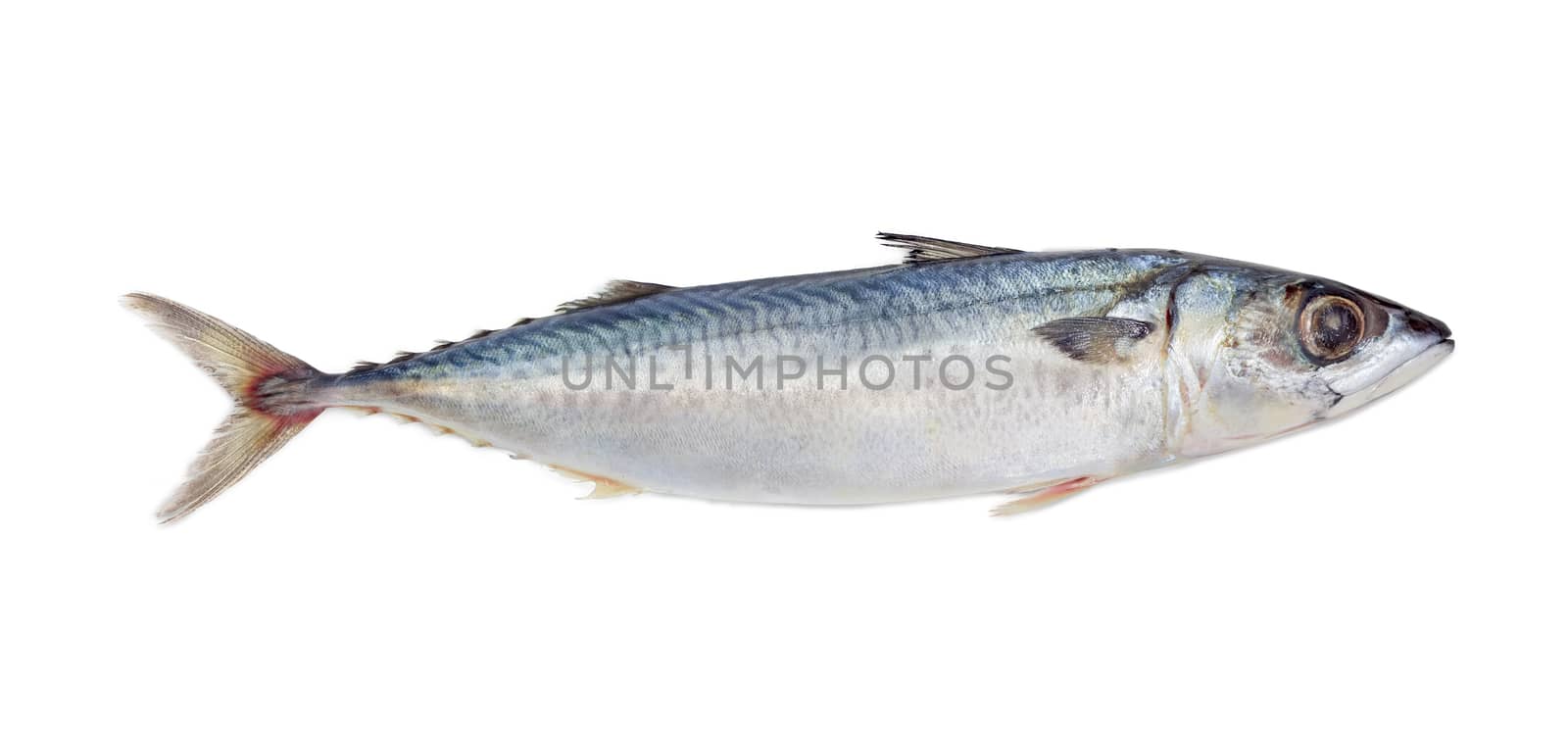 One fresh uncooked  bullet tuna on a light background
