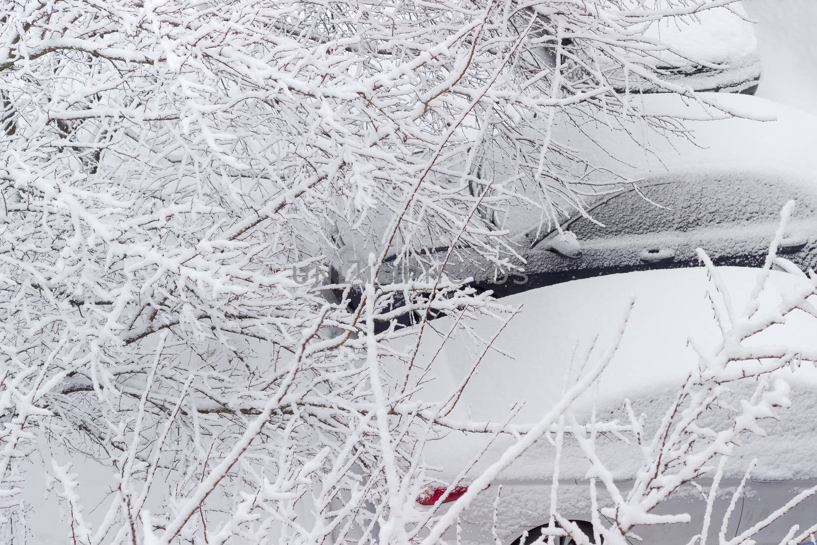 Top view through the trees branches covered with snow of the parked cars during heavy snowfall
