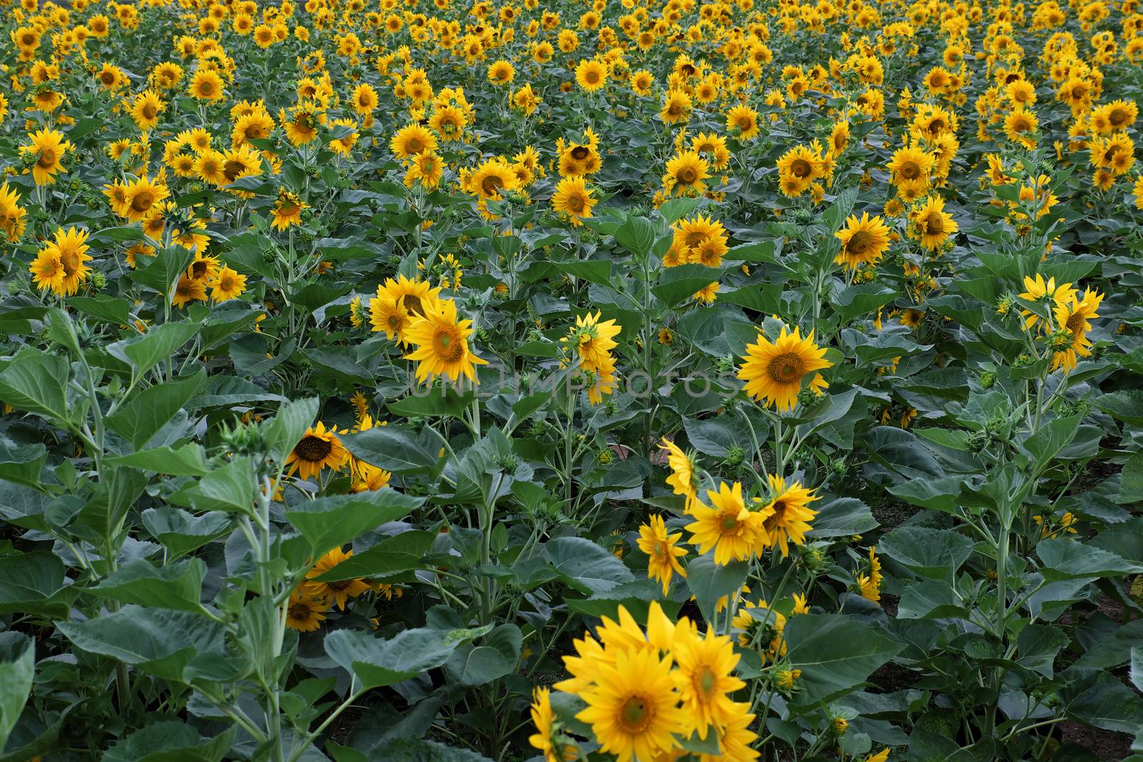 Beautiful landscape at Dalat countryside with sunflower field, yellow flower bloom vibrant, a beautiful place for Da Lat  travel 