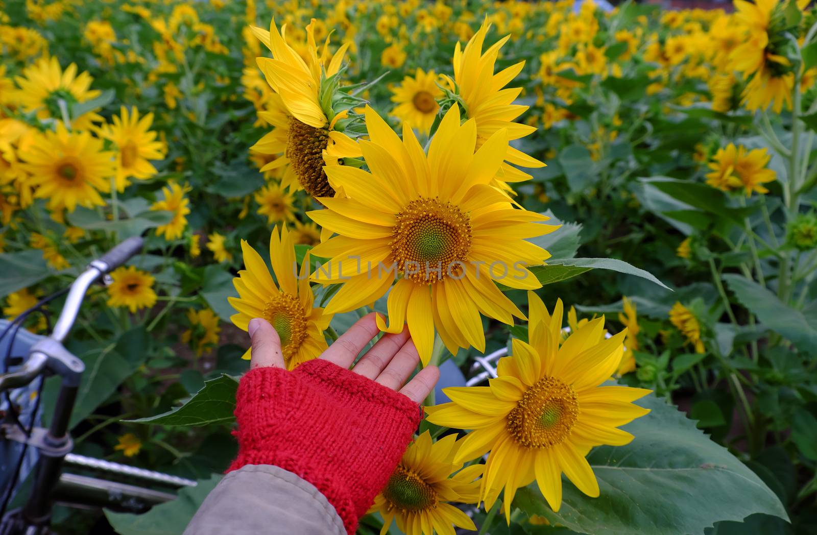 Woman hand take photo at sunflower field by xuanhuongho