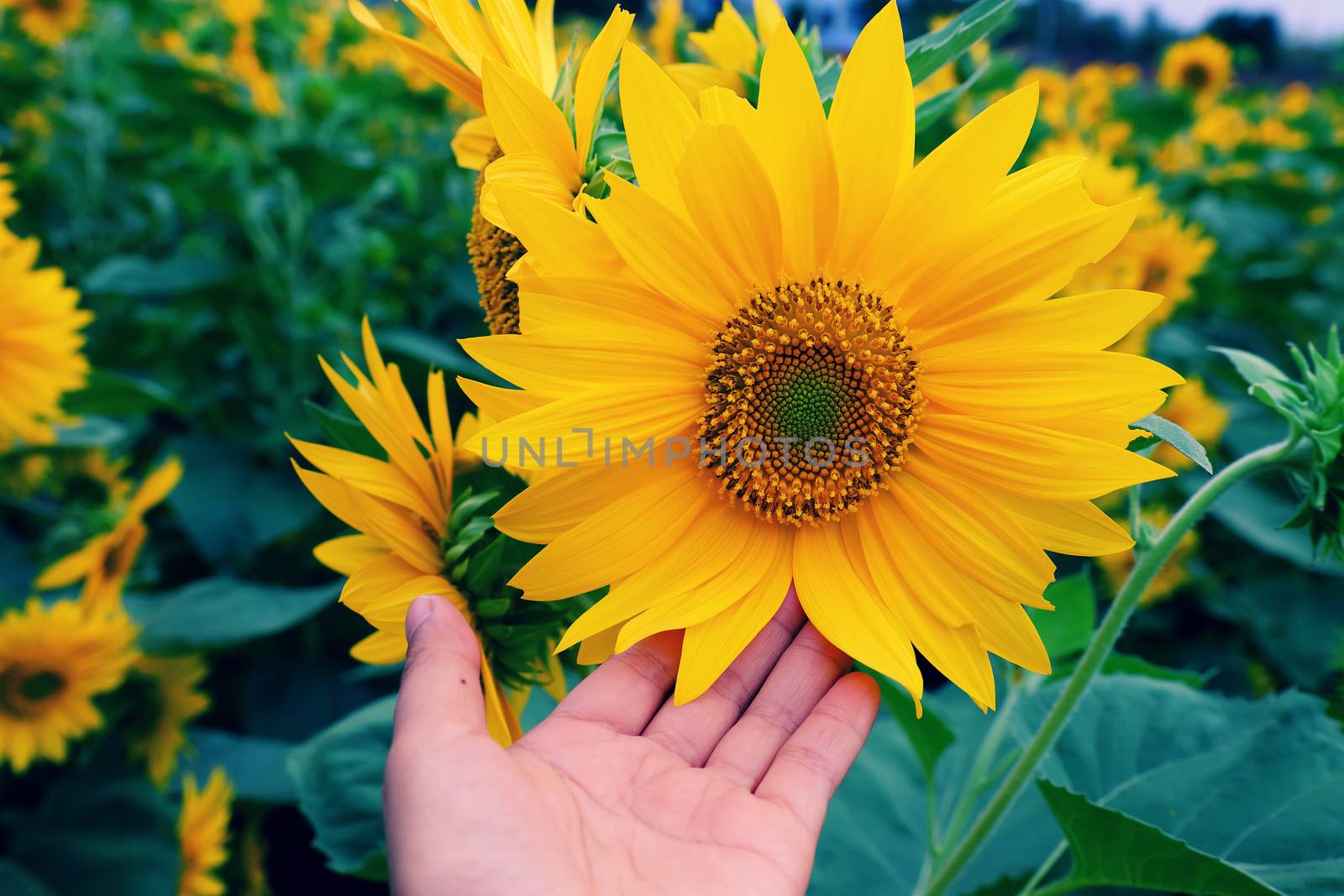 Woman hand with camera take photo at sunflower field of Dalat countryside, yellow flower bloom vibrant, a beautiful place for Da Lat travel in summer