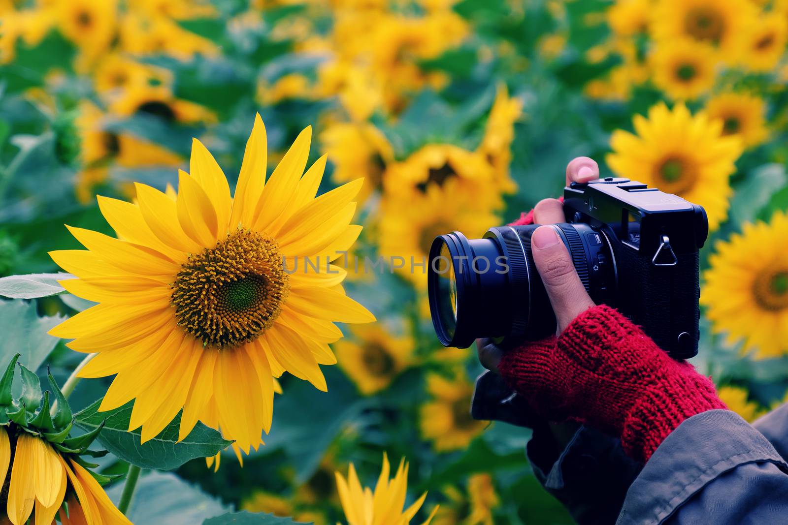 Woman hand take photo at sunflower field by xuanhuongho