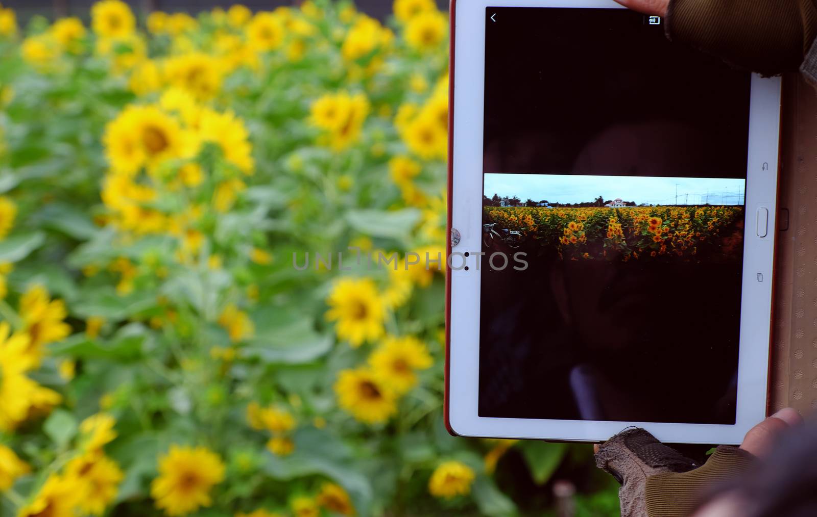Man hand take photo by tablet at sunflower field by xuanhuongho