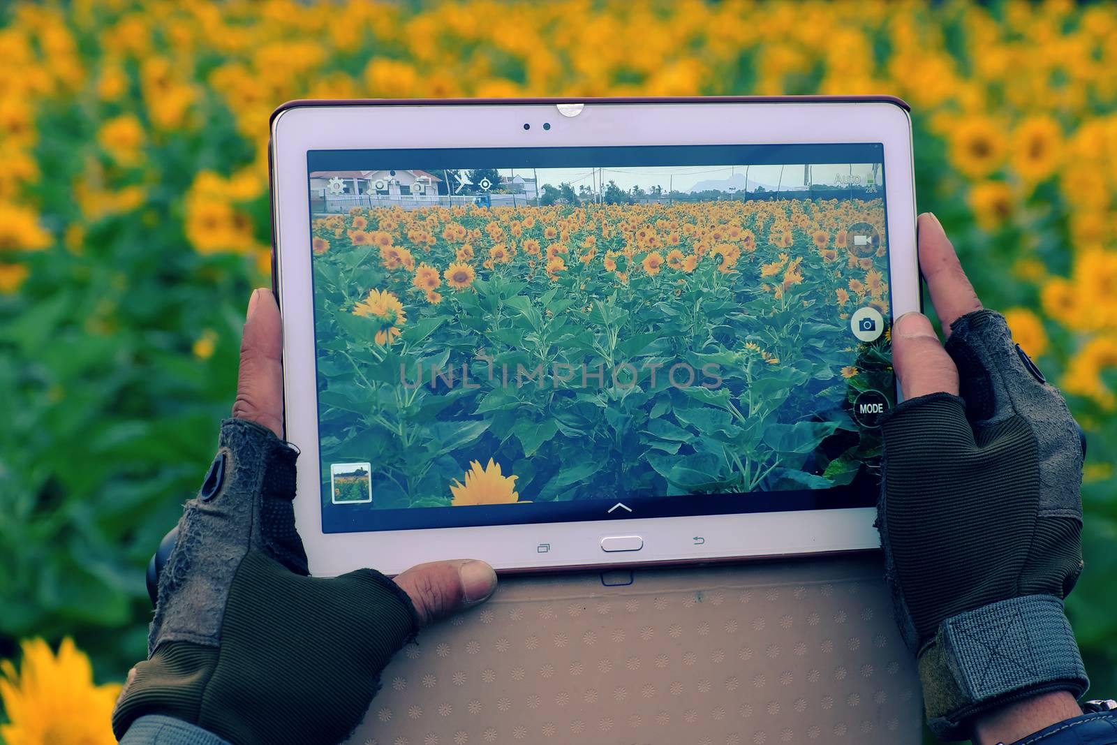 Man hand take photo by tablet at sunflower field of Dalat countryside, yellow flower bloom vibrant, a beautiful place for Da Lat travel in summer
