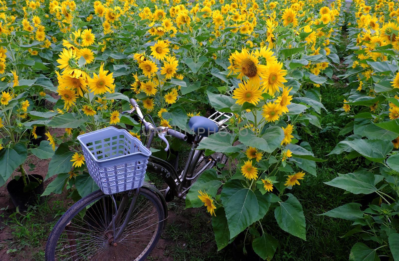 Bicycle at sunflower field of Dalat countryside, yellow flower bloom vibrant, a beautiful place for Da Lat travel in summer