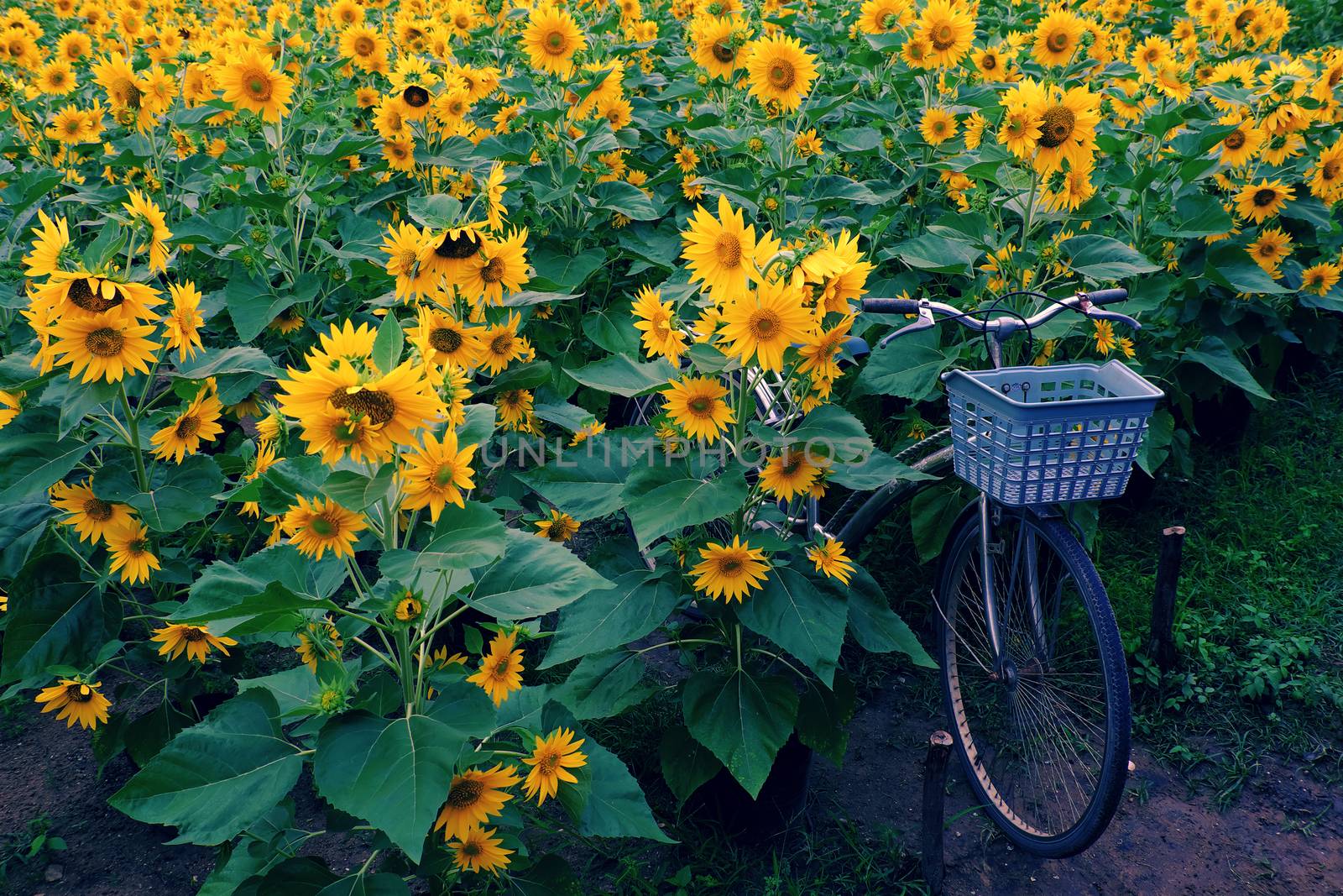 Bicycle at sunflower field by xuanhuongho