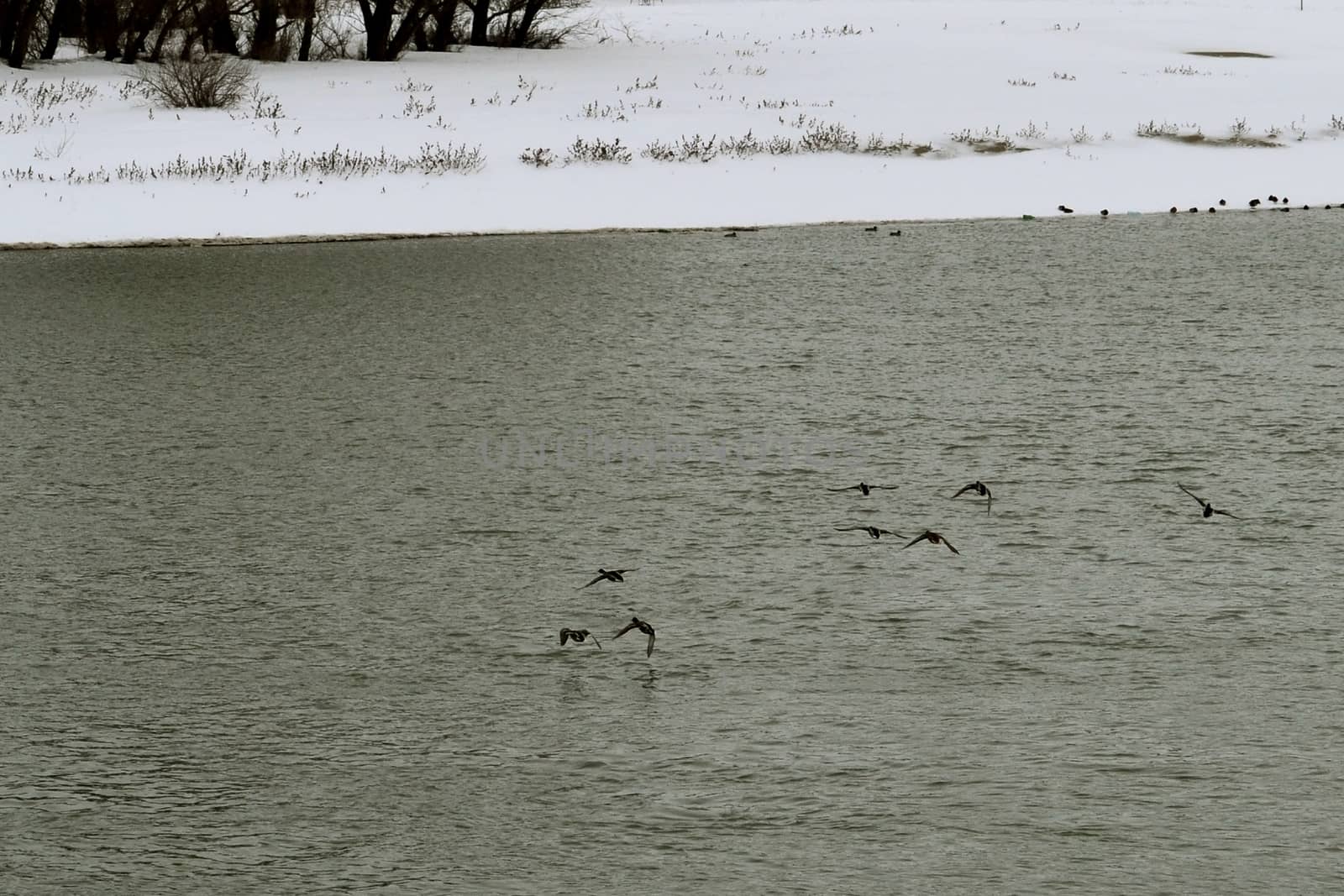 Borcea river deep snow cover, buildings, boats, piers, walkways, trees, objects.
Birds fly over the river.