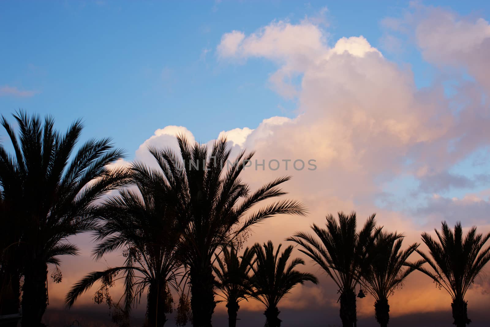 Silhouettes of palm trees against the sky during a tropical sunset.