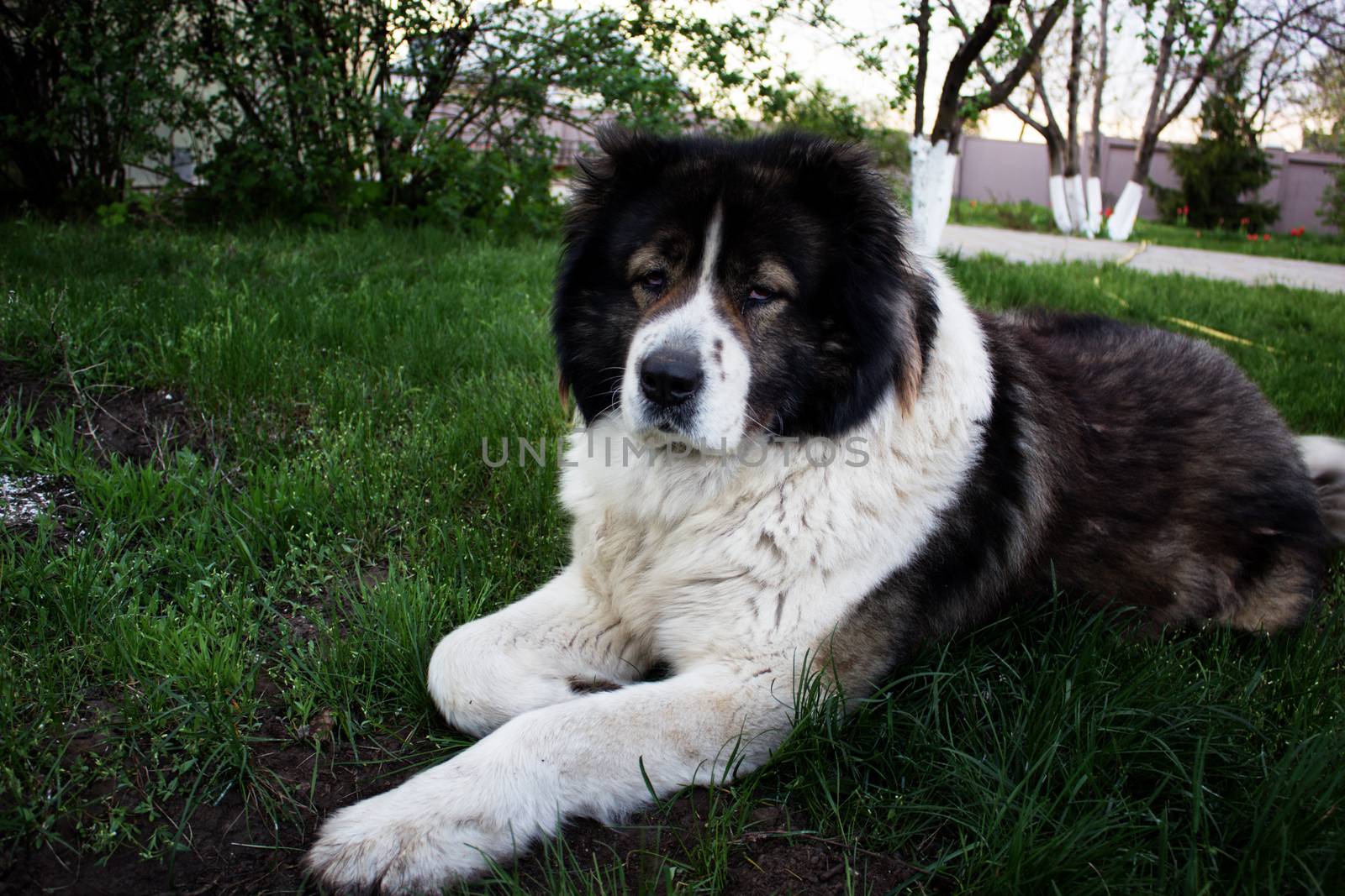 Caucasian Shepherd, a large guard dog. Fluffy Caucasian shepherd dog is lying on a green grass