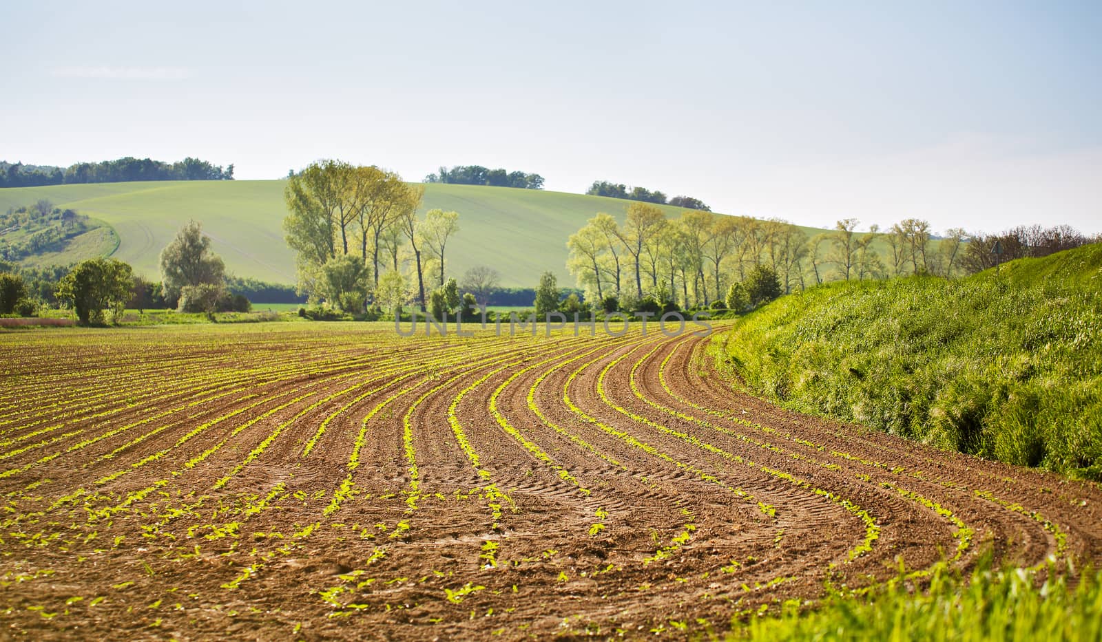 Arable spring land. Green spring farmland. Sunny rural spring landscape of South Moravia, Czech Republic. Trees near the countryside road