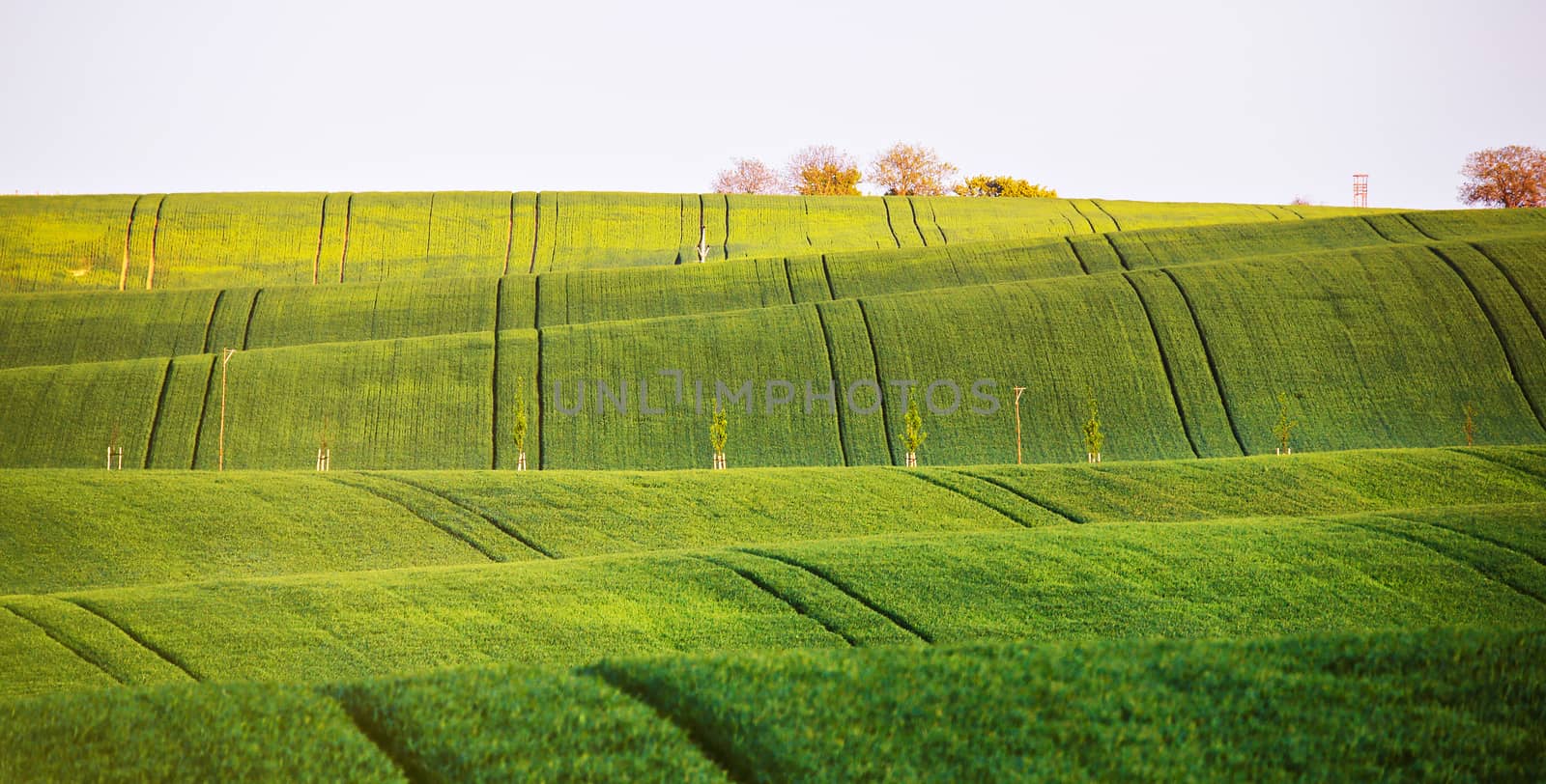 Spring green fields on hills. Agriculture wavy spring view. Spring rural landscape of South Moravia. Abstract pattern texture 