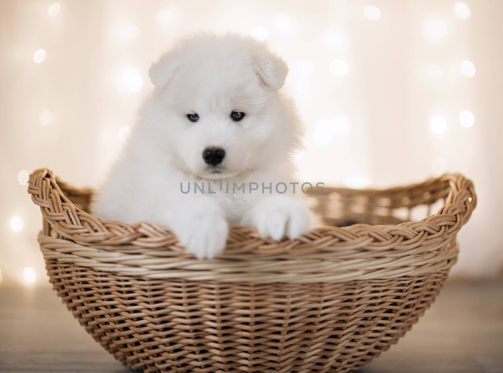 White Samoyed puppy in a basket