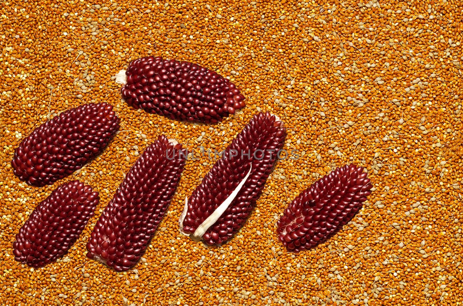 Decorative red corn on a background of scattered millet by Gaina