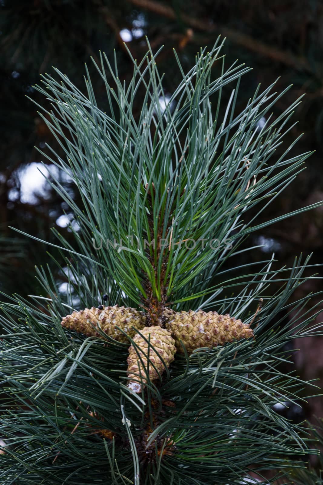 Snowy pine branch and needles with a few pinecones