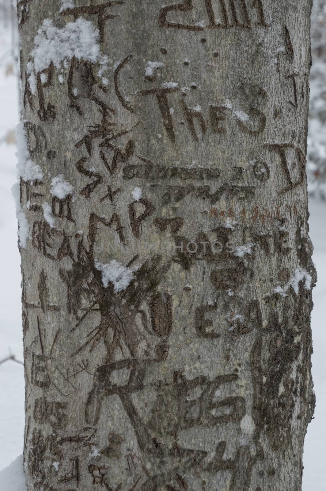 Graffitied carved beech tree in the snow with initials, and years.