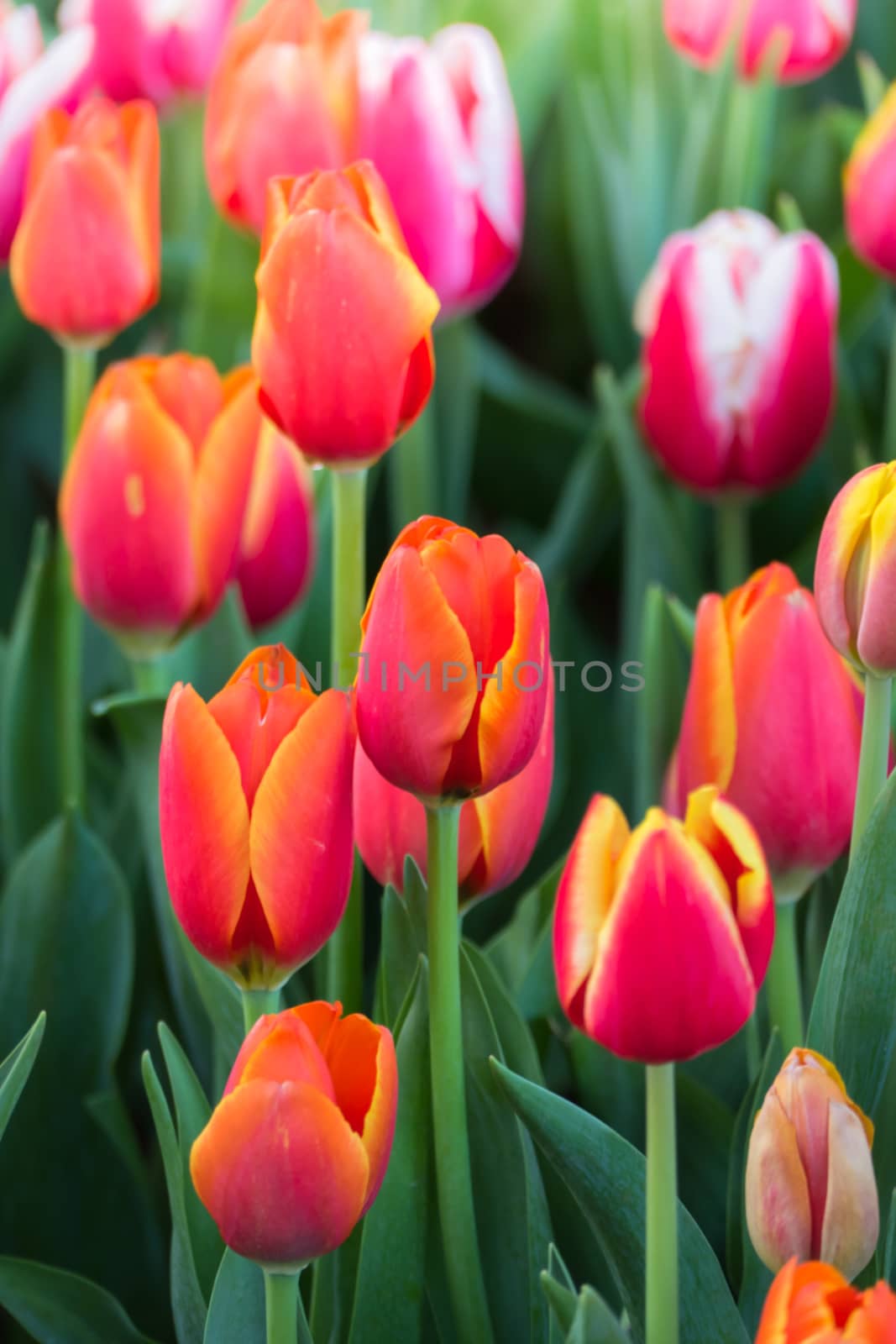 Tulip. Beautiful bouquet of tulips. colorful tulips. by teerawit