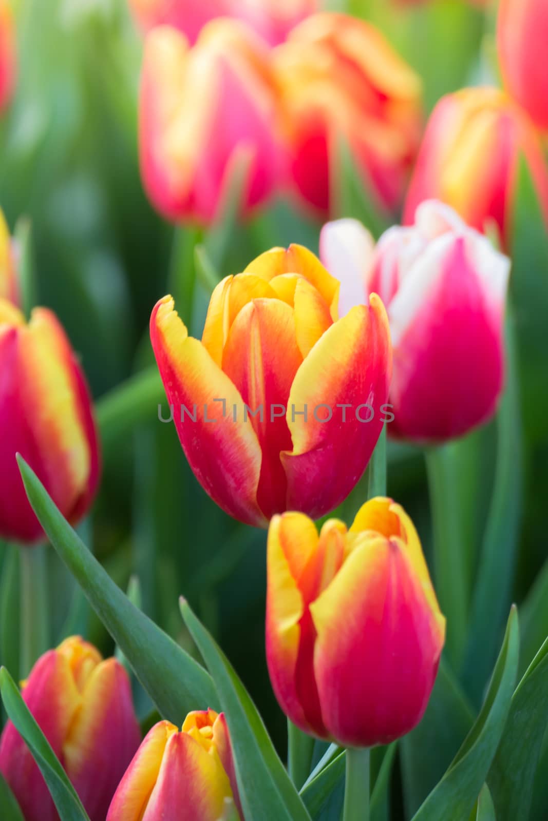 Tulip. Beautiful bouquet of tulips. colorful tulips. by teerawit