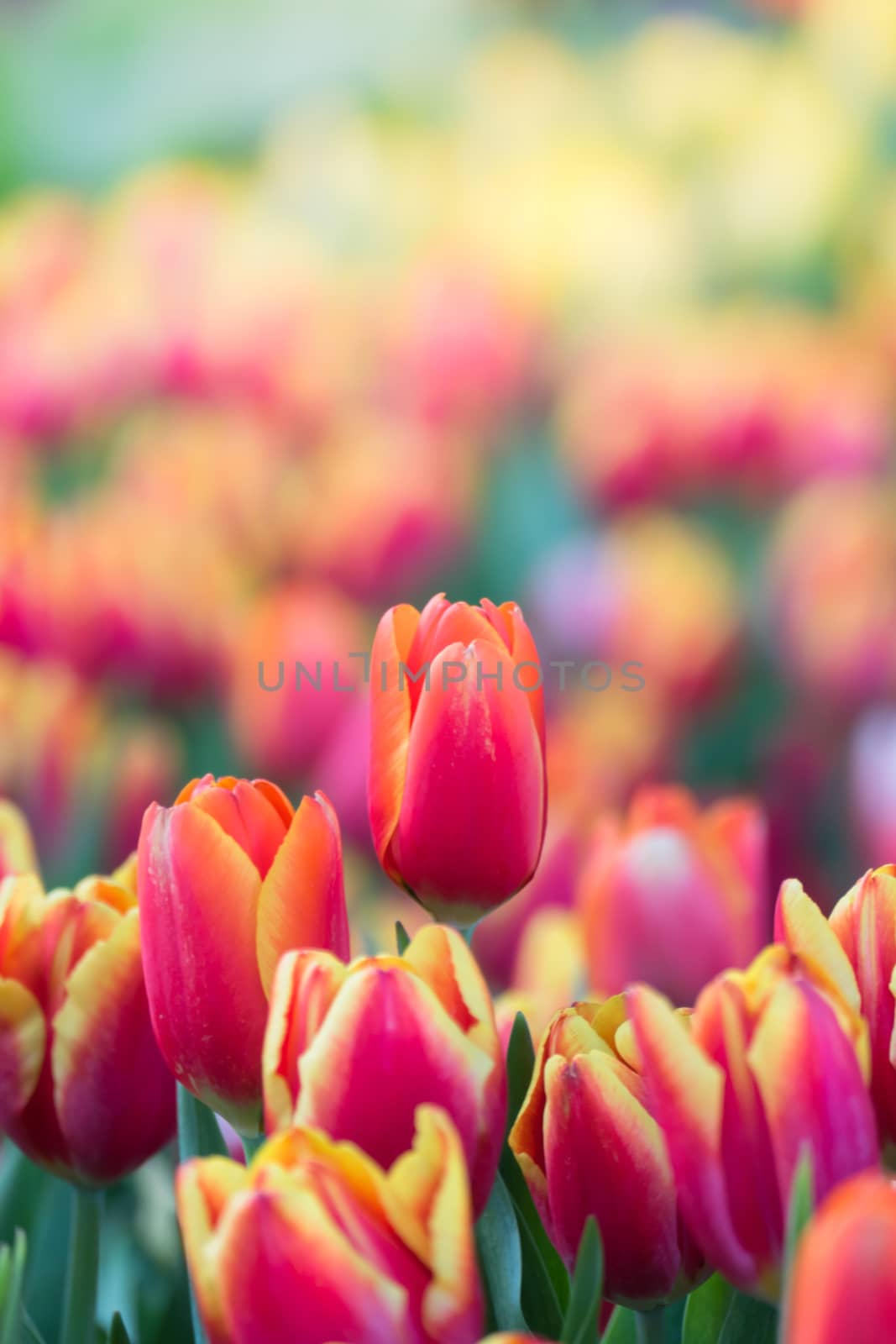 Tulip. Beautiful bouquet of tulips. colorful tulips. by teerawit