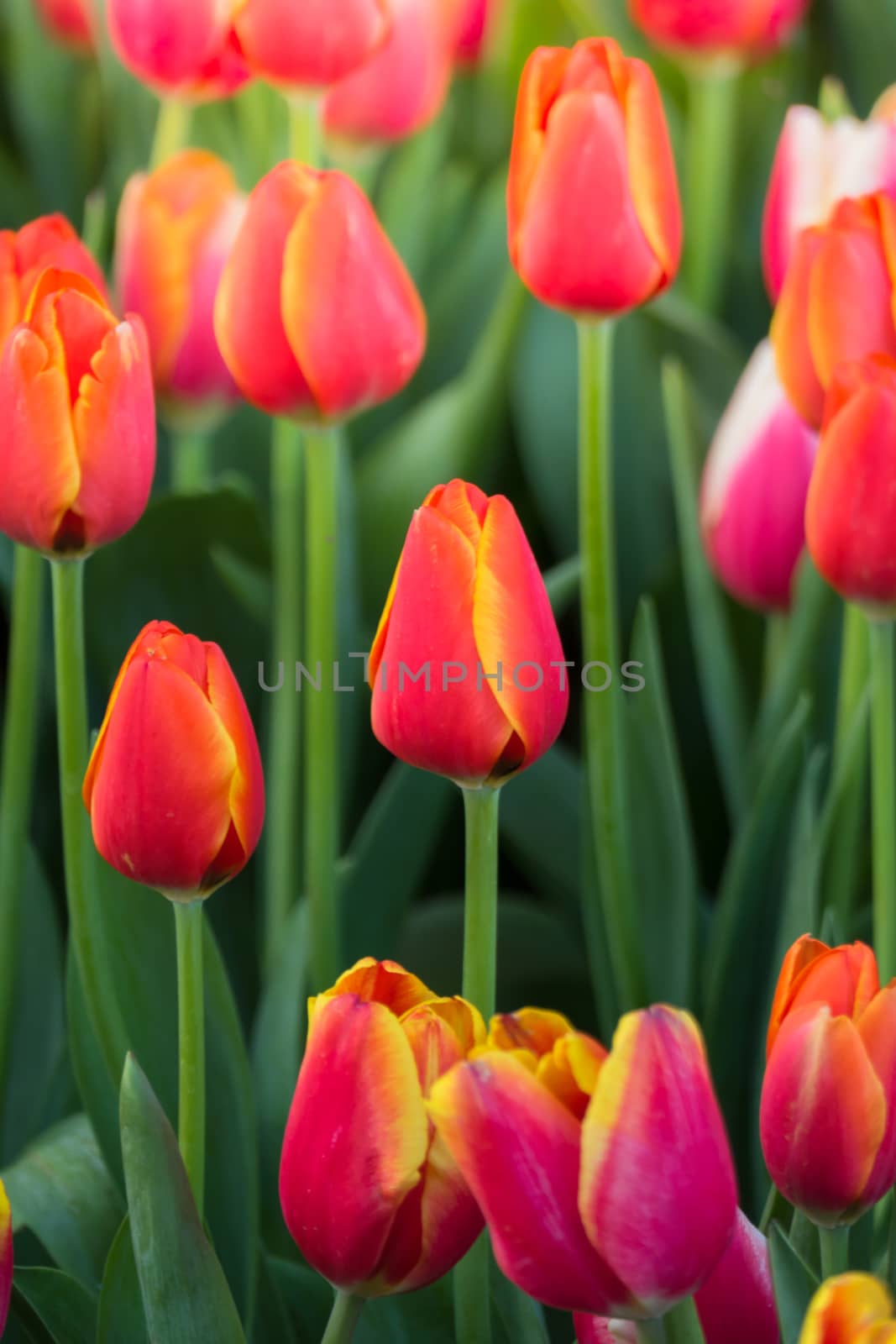 Tulip. Beautiful bouquet of tulips. colorful tulips. by teerawit