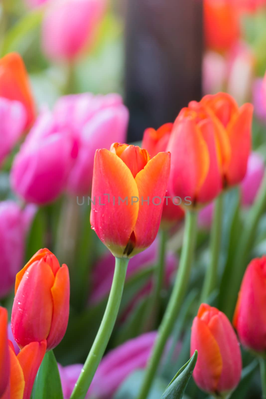 Tulip. Beautiful bouquet of tulips. colorful tulips. by teerawit