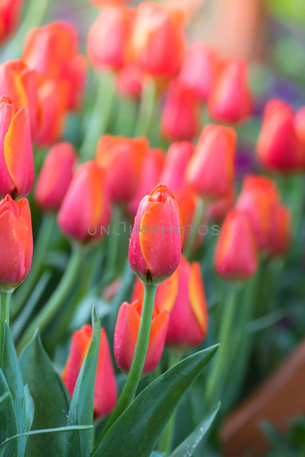 Tulip. Beautiful bouquet of tulips. colorful tulips. tulips in spring,colourful tulip