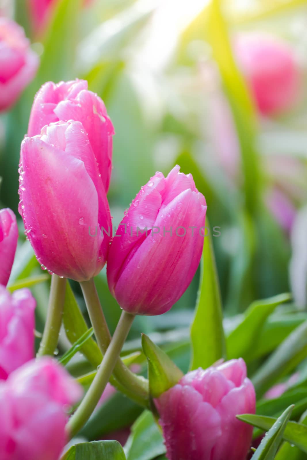 Tulip. Beautiful bouquet of tulips. colorful tulips. tulips in spring,colourful tulip