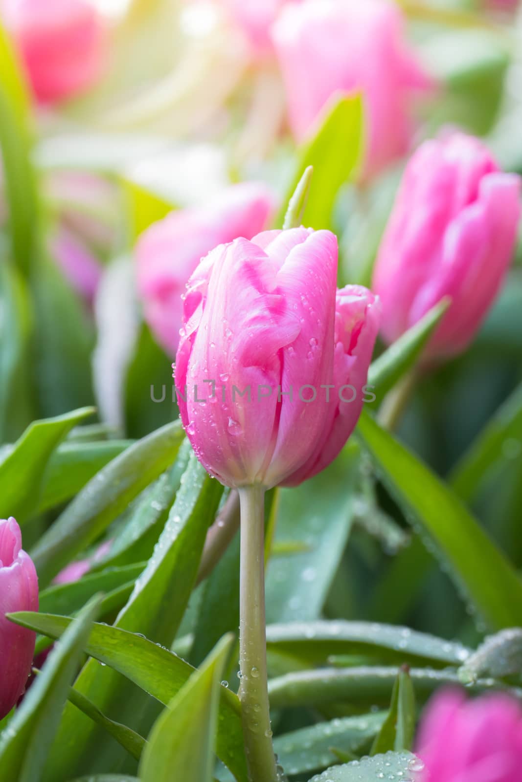 Tulip. Beautiful bouquet of tulips. colorful tulips. by teerawit