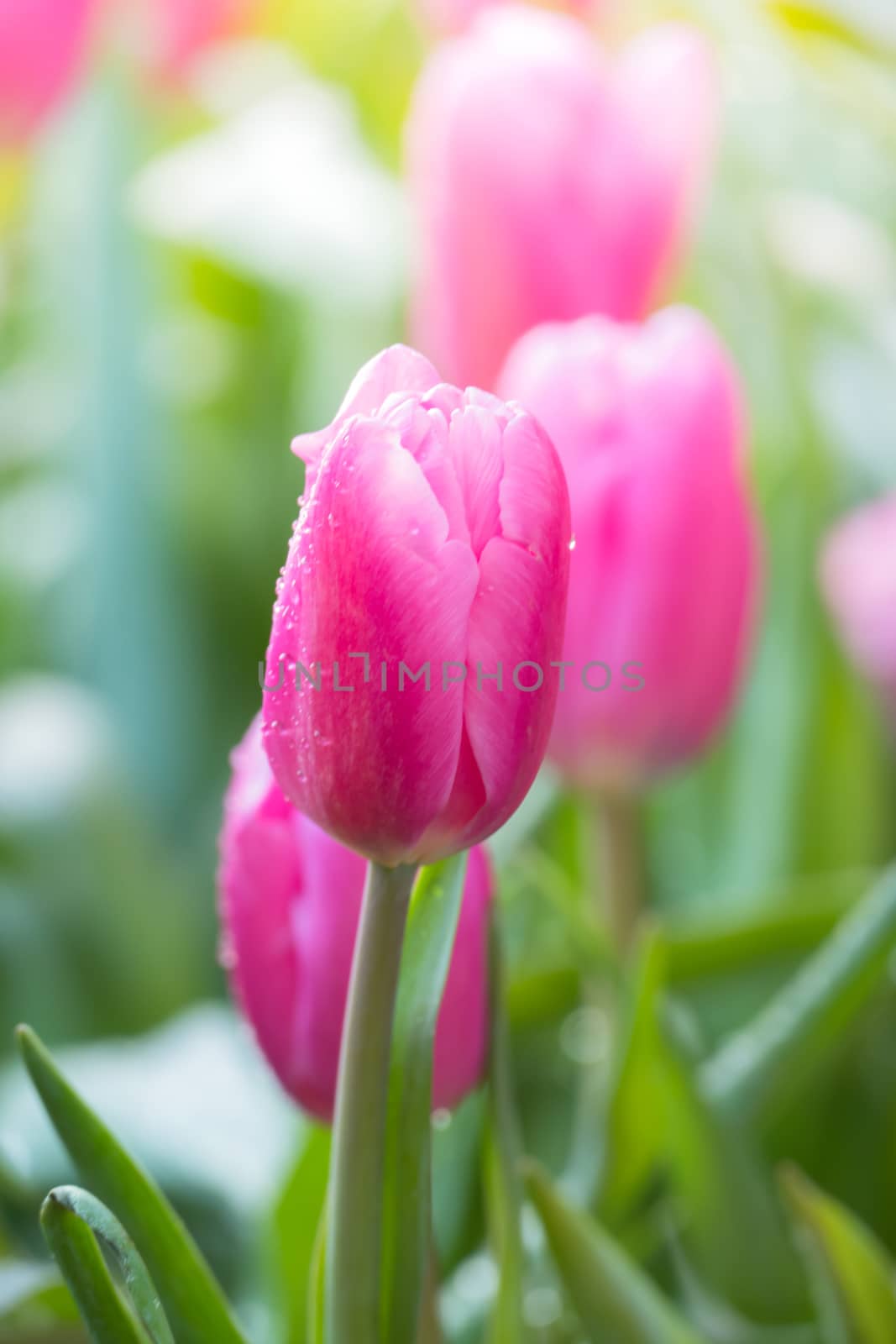 Tulip. Beautiful bouquet of tulips. colorful tulips. by teerawit