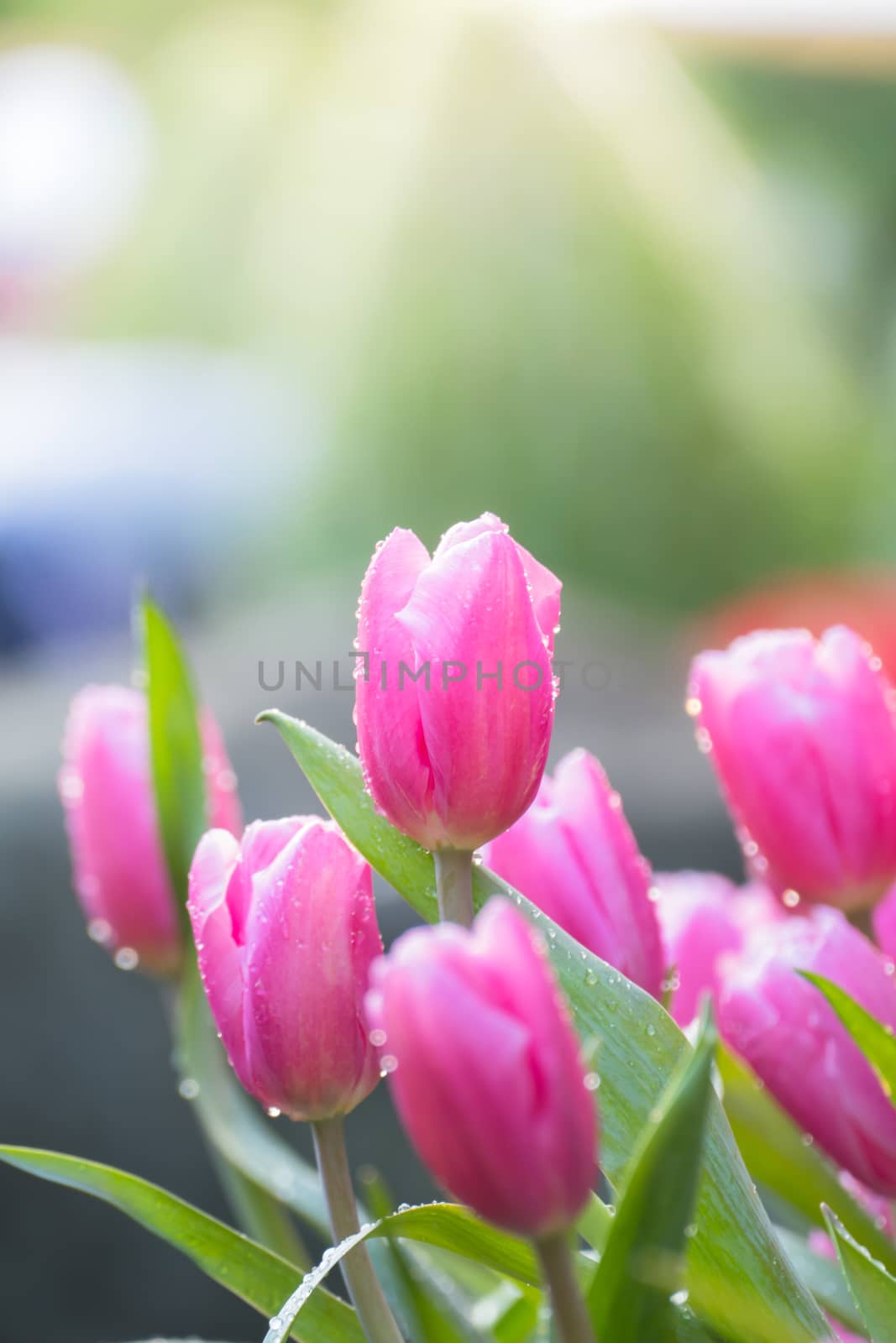 Tulip. Beautiful bouquet of tulips. colorful tulips. by teerawit