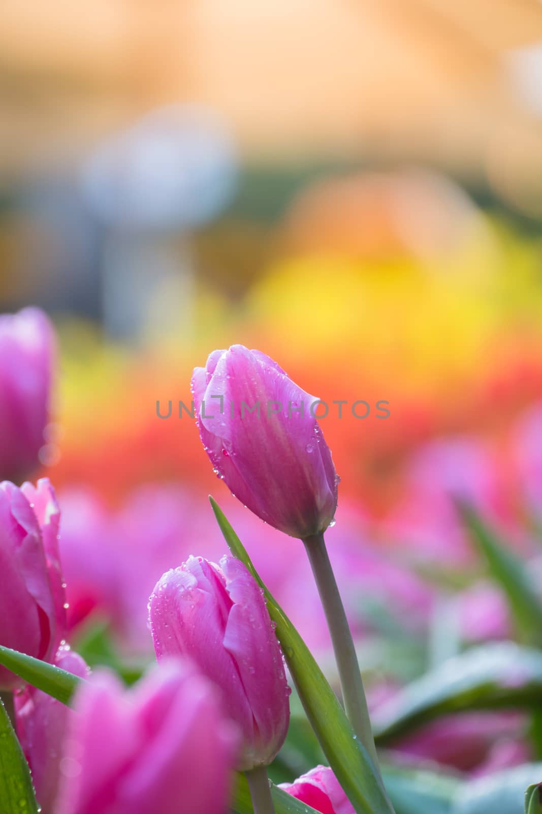 Tulip. Beautiful bouquet of tulips. colorful tulips. by teerawit