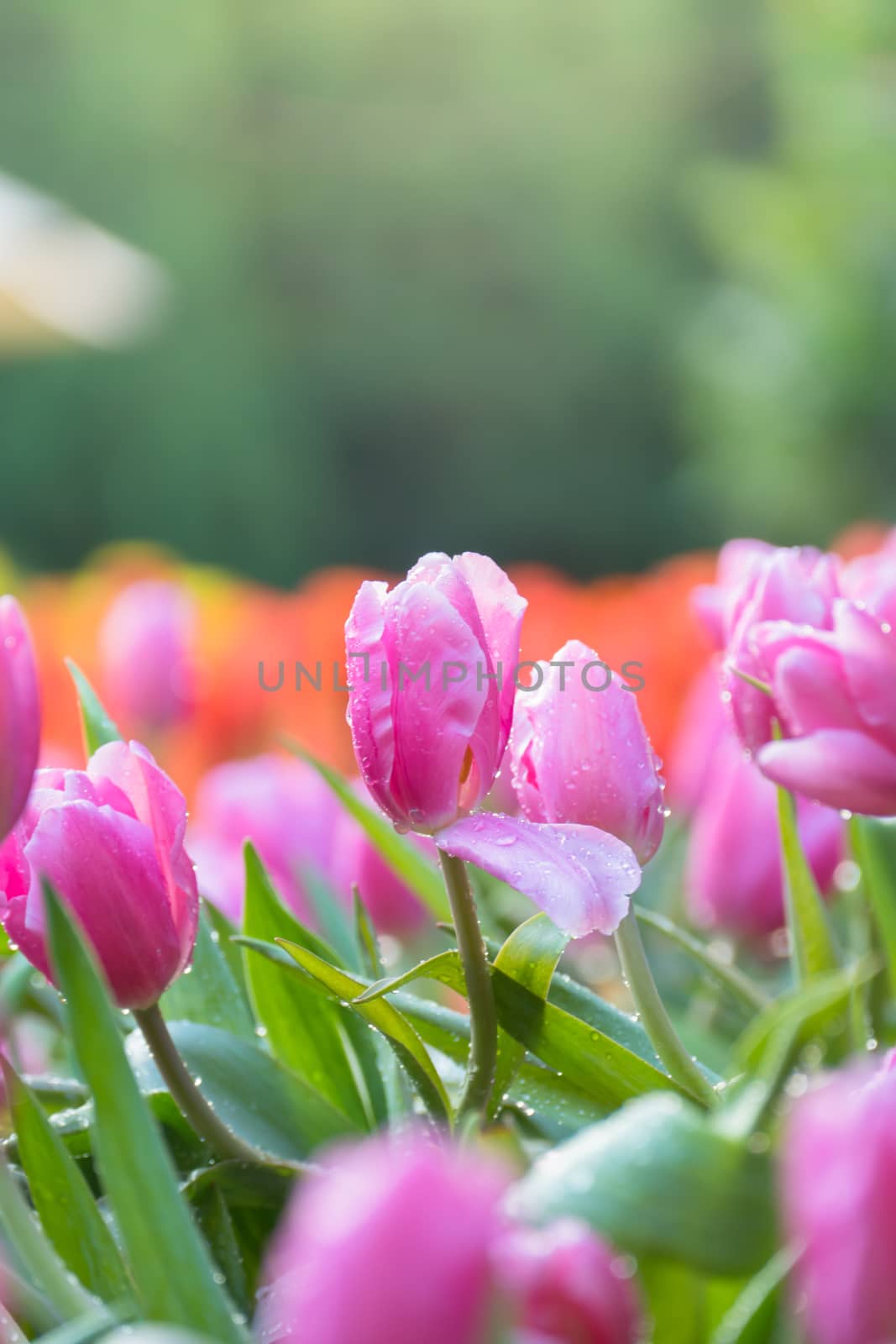 Tulip. Beautiful bouquet of tulips. colorful tulips. by teerawit