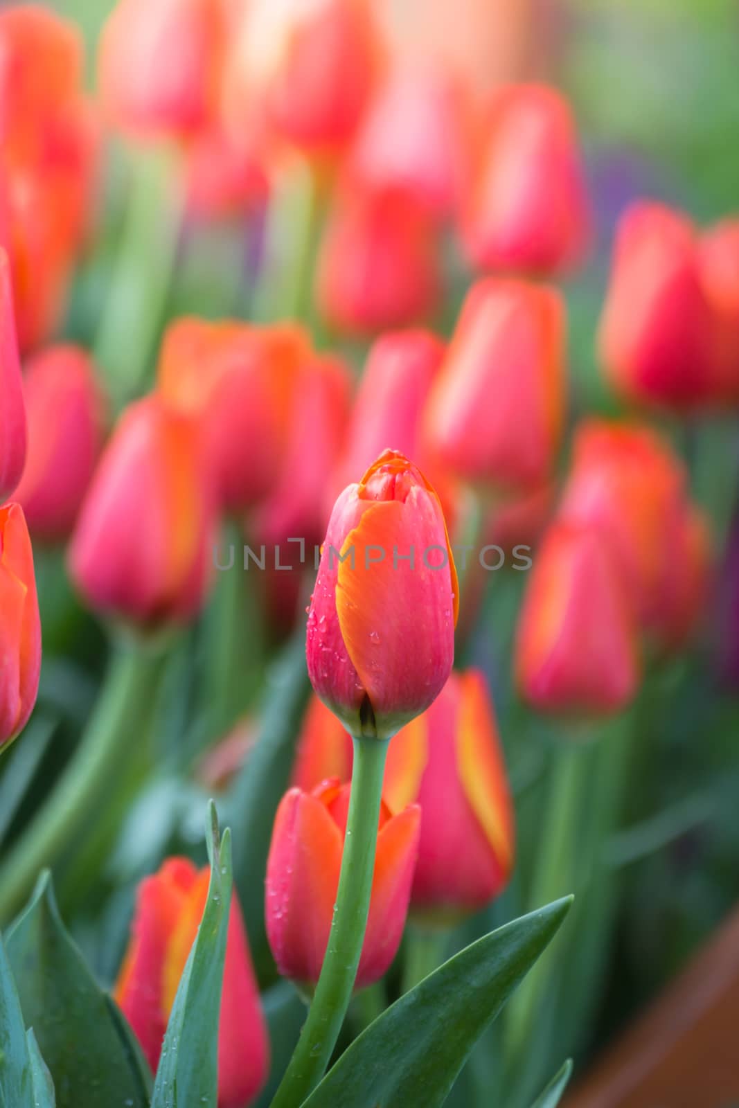 Tulip. Beautiful bouquet of tulips. colorful tulips. by teerawit