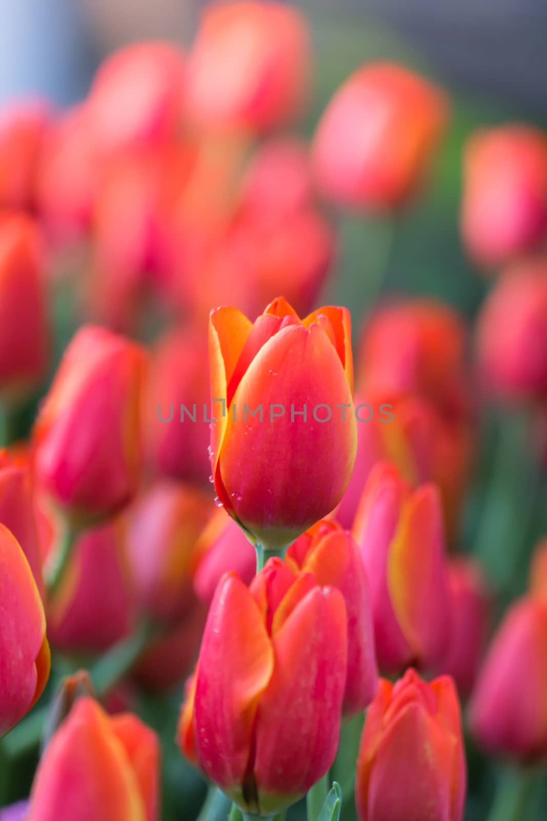 Tulip. Beautiful bouquet of tulips. colorful tulips. by teerawit