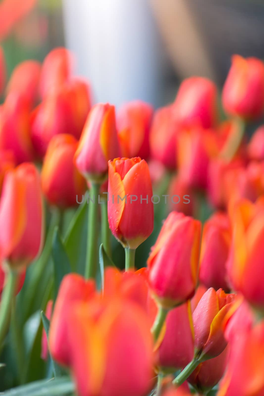 Tulip. Beautiful bouquet of tulips. colorful tulips. by teerawit