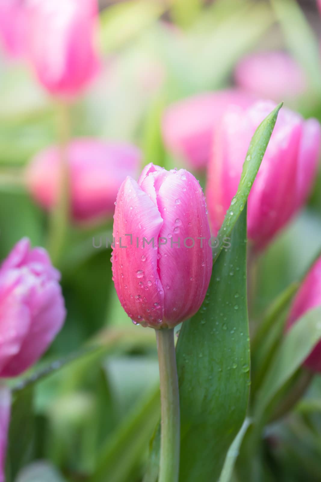 Tulip. Beautiful bouquet of tulips. colorful tulips. by teerawit