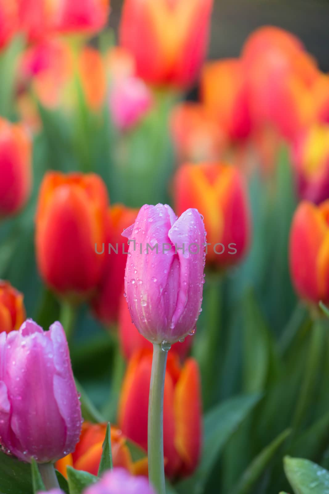 Tulip. Beautiful bouquet of tulips. colorful tulips. tulips in spring,colourful tulip