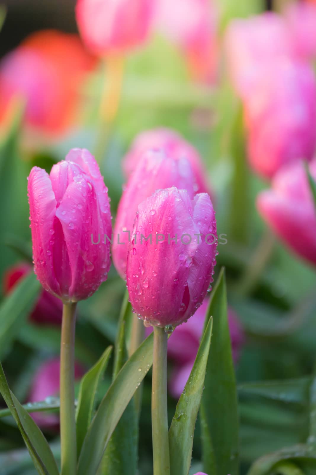 Tulip. Beautiful bouquet of tulips. colorful tulips. tulips in spring,colourful tulip